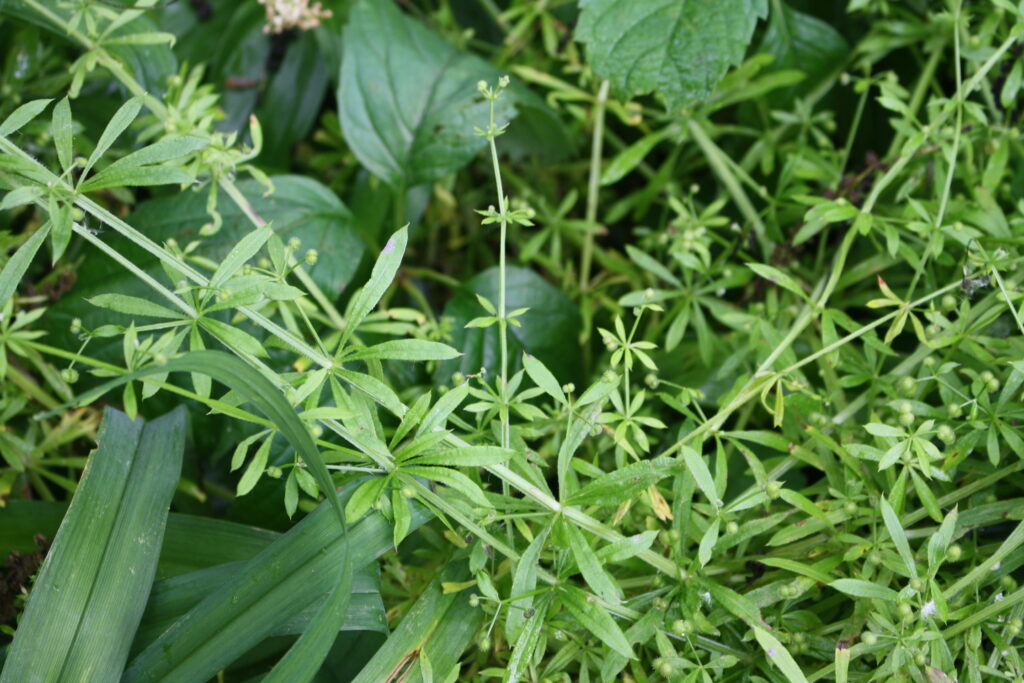 cleavers growing on top of other plants