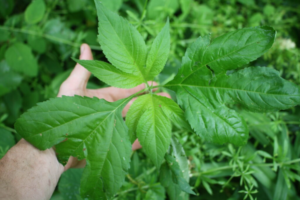 a hand holding giant ragweed