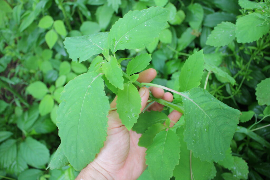 a hand holding jewelweed