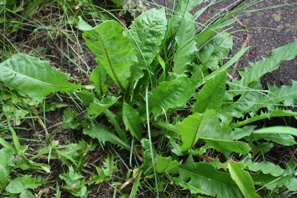 dandelion leaves