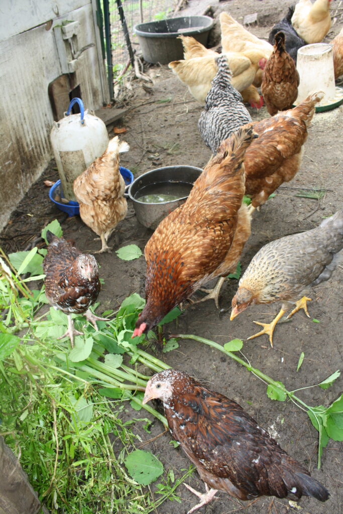 Five chickens grazing on fresh greens next to a water dish and a chicken coop in the background