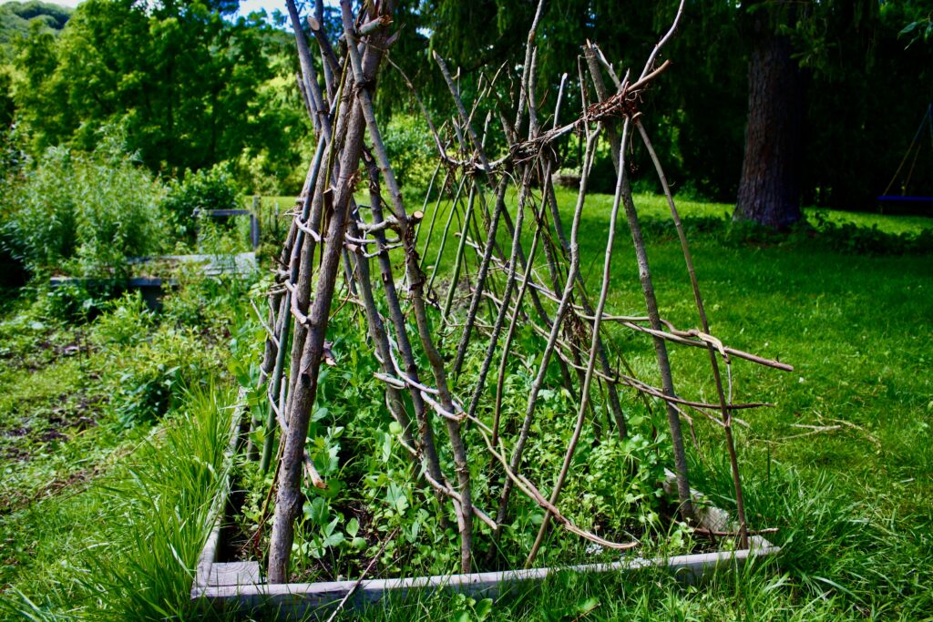 a traditional garden bed with pea trellises made from sticks