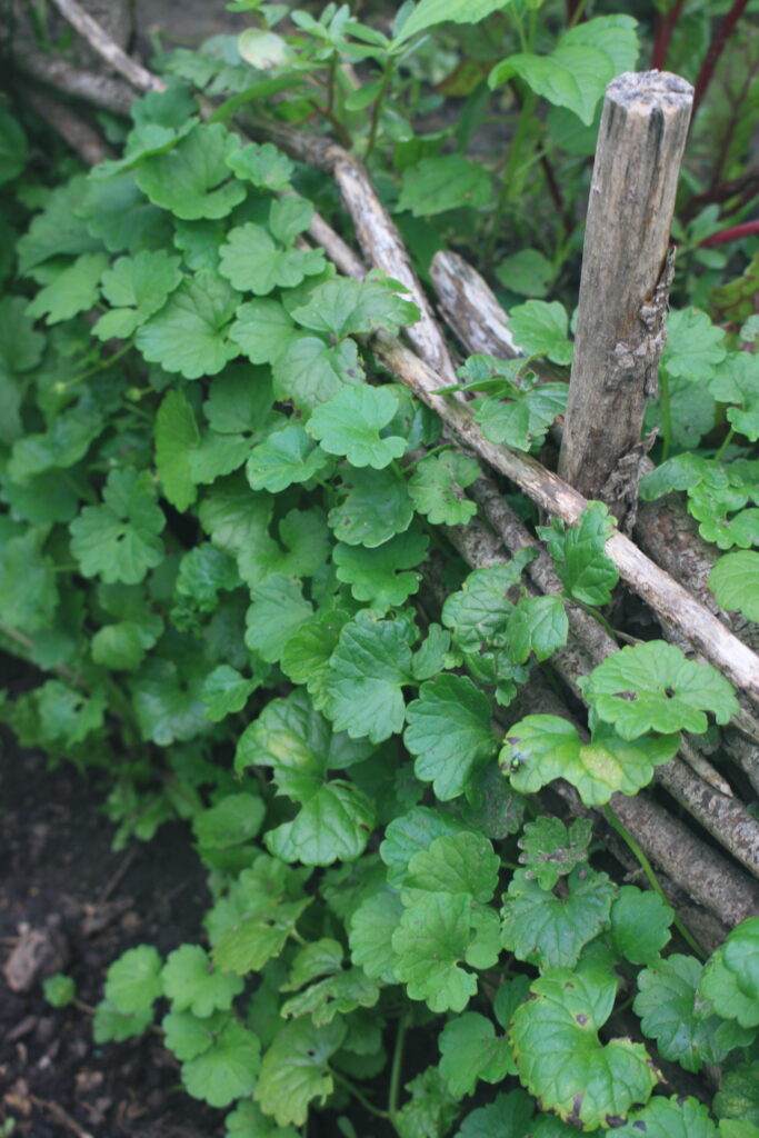 ground-ivy or ale hoof growing up a wattle fence