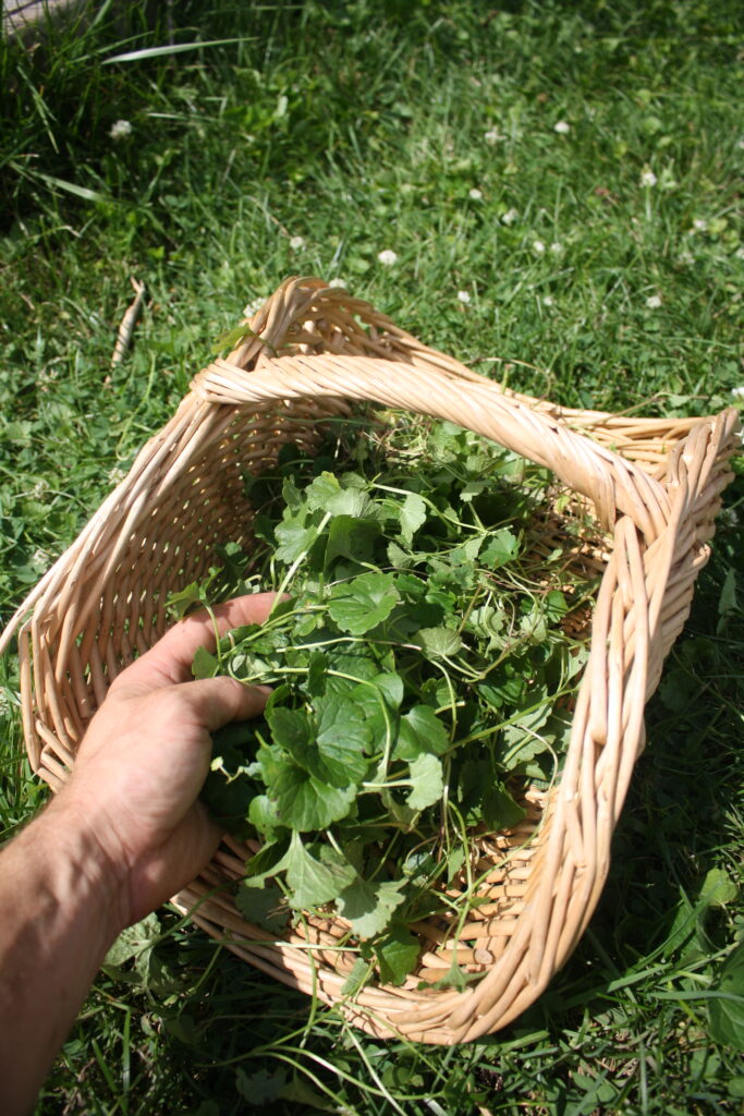 a hand holding freshly picked alehoof or ground-vy in a basket