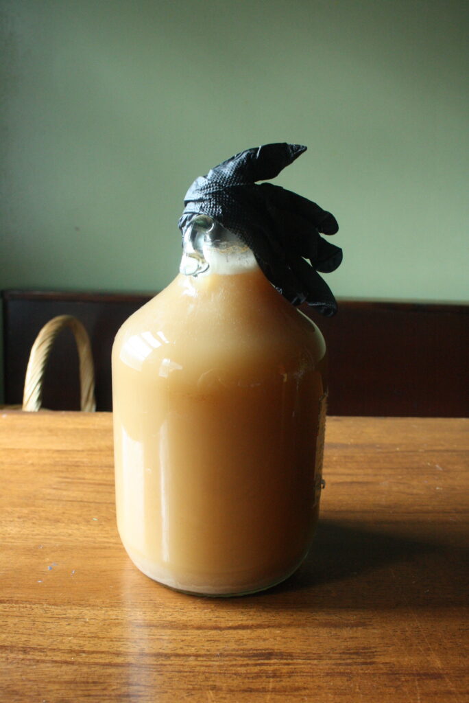 a glass gallon jug of gruit fermenting with a black rubber glove on top as an airlock.