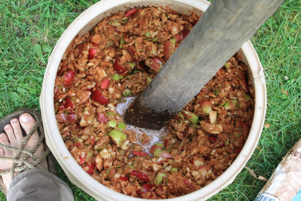 apples being crushed to a pulp with a wooden beam in a plastic tub