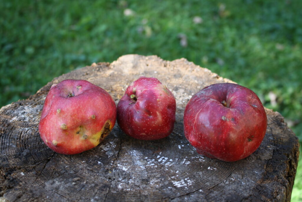 three misshapen apples sitting on a stump