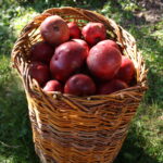 a wicker basket full of red apples