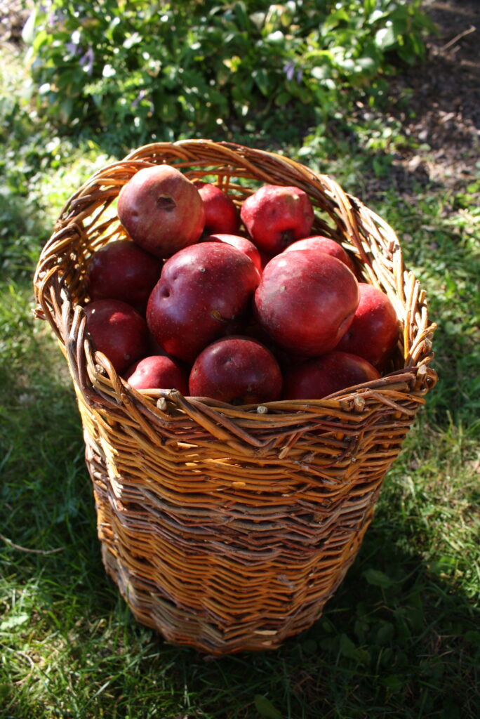 a wicker basket full of red apples