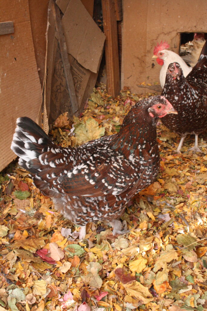 chicken standing on leaf litter bedding