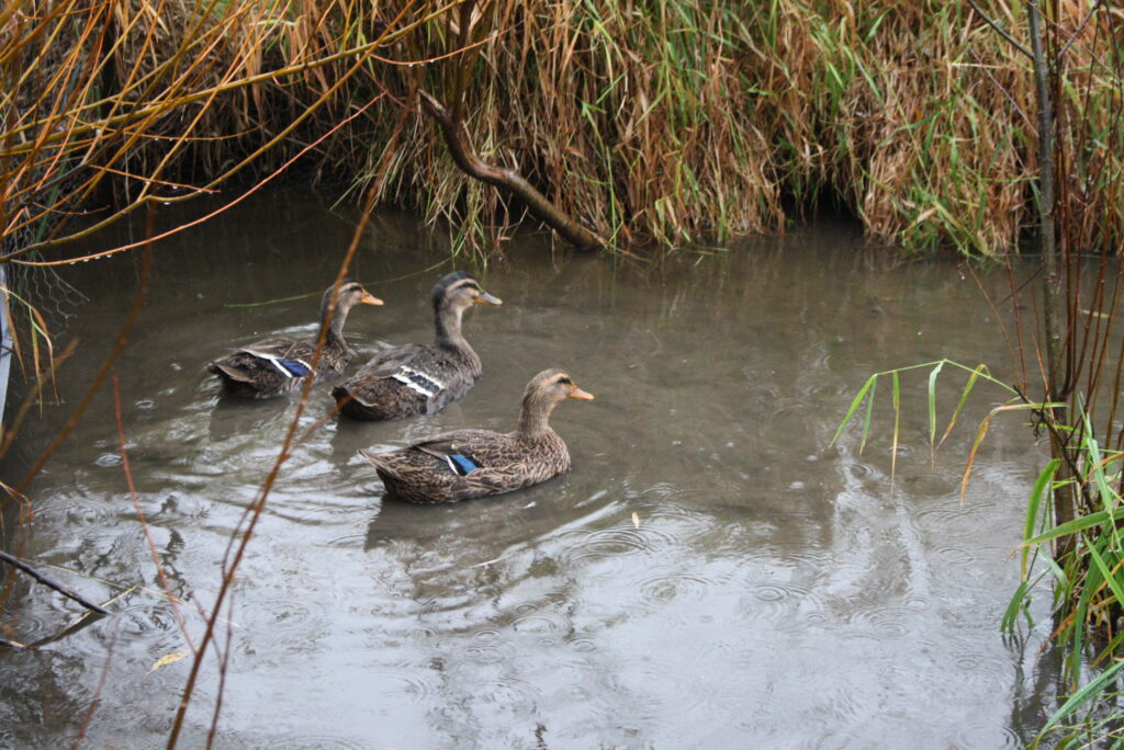 three ducks swimming in muddy water in a swamp