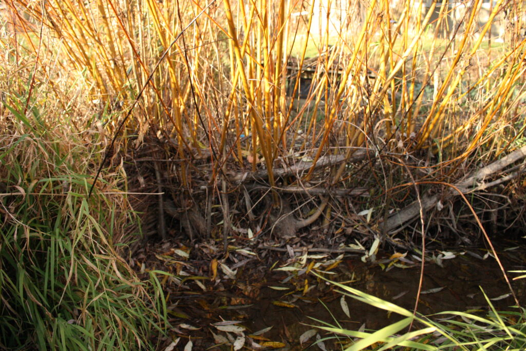 willow shoots growing out of a horizontal log in a swamp