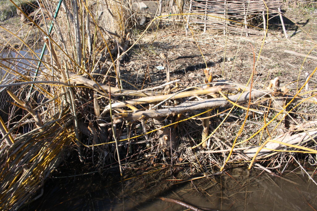 dormant willows in a swamp in early Spring