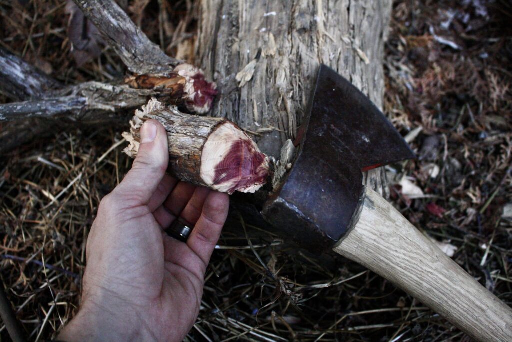 hand holding a section of juniper wood, exposing the red heartwood.