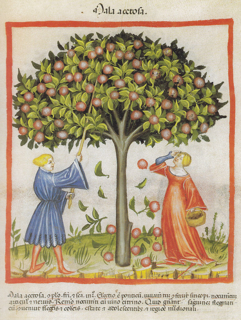 medieval manuscript picture of an apple tree with a man on the left in a blue kirtle striking down apples with a stick. A woman in a red dress with a basket stands on the right looking up at the falling apples