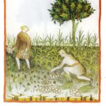 Two men harvesting garlic in a medieval text. One is standing holding bunches of garlic and another kneels on the ground gathering more bulbs