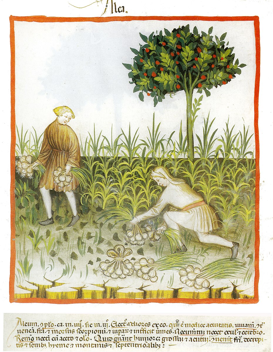 Two men harvesting garlic in a medieval text. One is standing holding bunches of garlic and another kneels on the ground gathering more bulbs