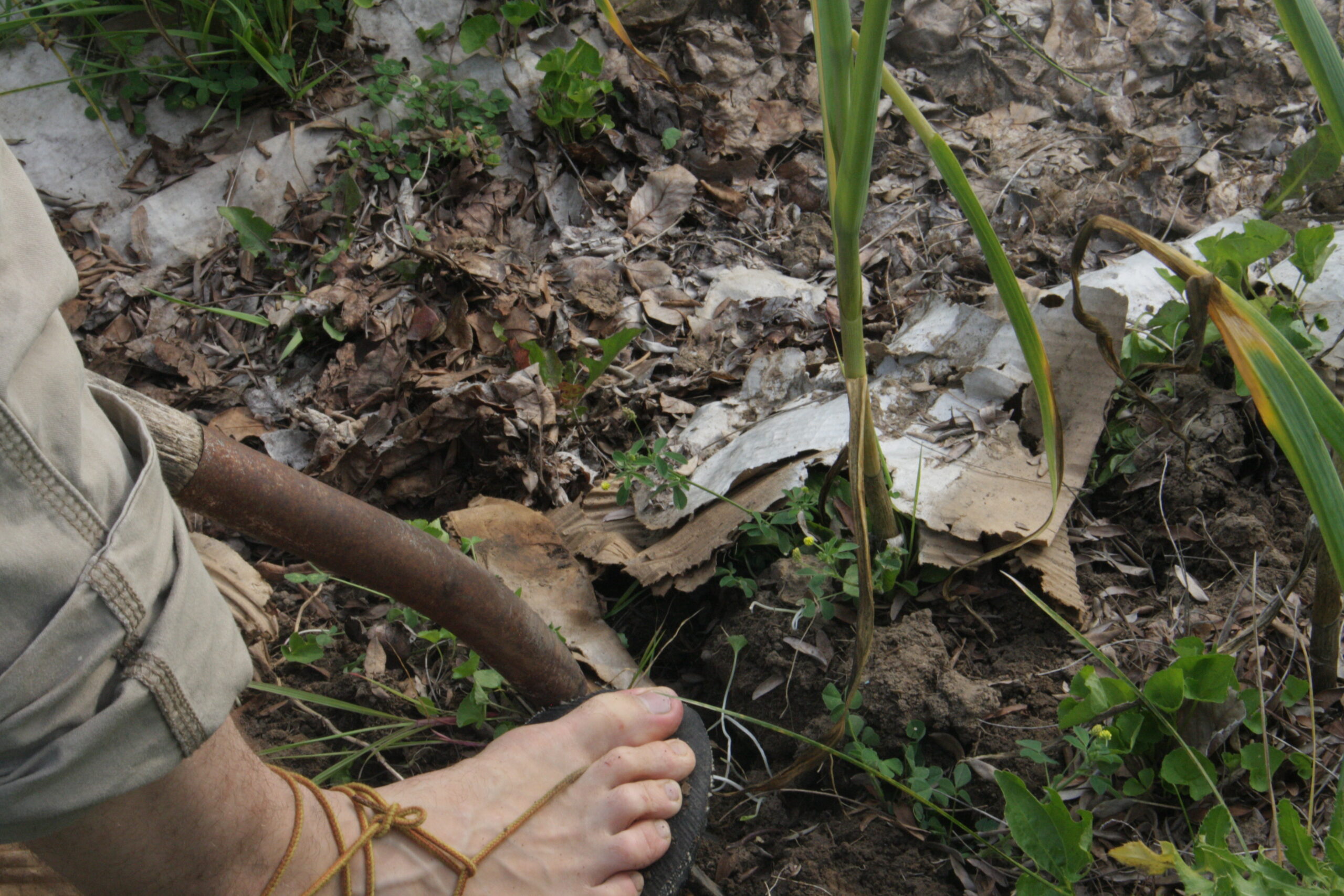 foot on a shovel digging up garlic bulbs