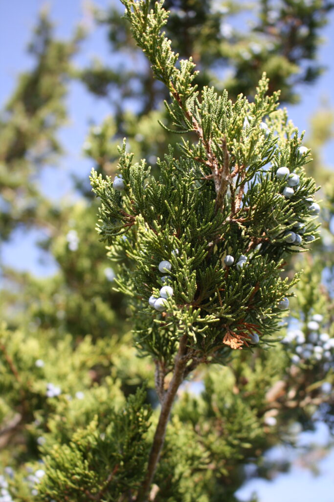 Sprig of juniper with blue berries on it.