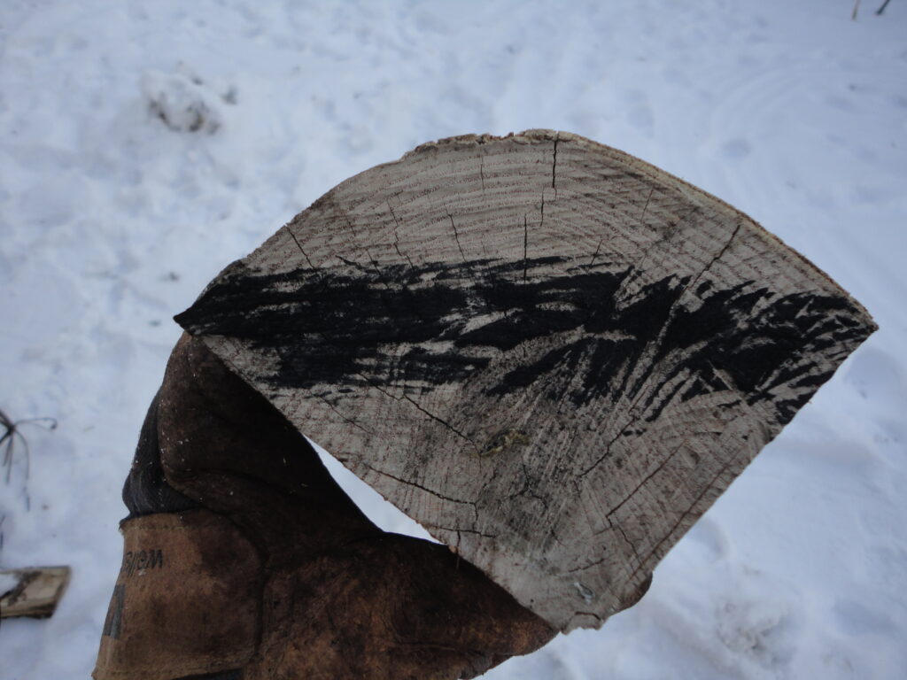 the quarter cross-section of an ash log showing where to carve a ski.