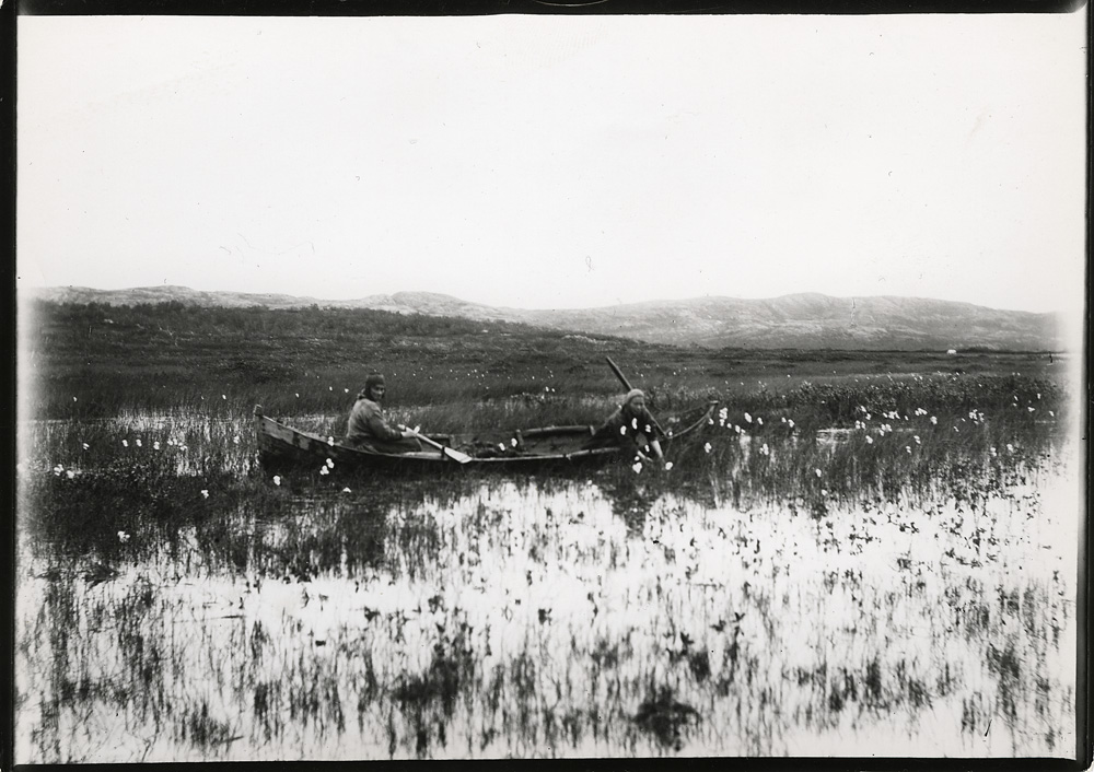 black and white photo of two Lapps in a wooden boat harvesting sedge grass.