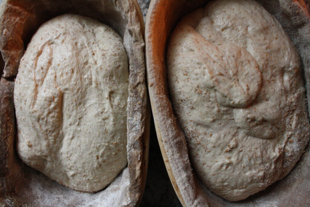 two loaves of folded dough in proofing baskets