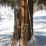 a pair of kid skis and a pair of adult wooden skis along with wooden ski poles leaning up against a tree trunk in the snow